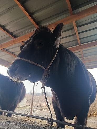 лошадь тай: Продаю | Бык (самец) | На откорм | Племенные — 3