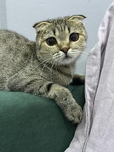 Скотиш Фолд (Шотландская вислоухая), 1 год, Девочка, Приучена к лотку, Проглистована, С прививками — 5