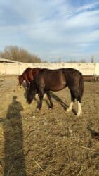 продам домик для кошки: Продаю | Кобыла (самка) — 2