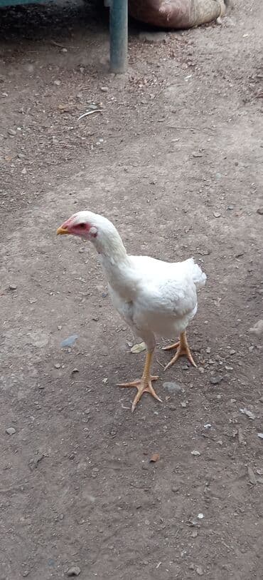 дойный апарат для коров: Продаю | Куры | Для разведения — 2