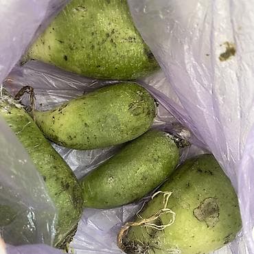 цветы бесплатно: Отдам даром Зелёная редька (дайкон/редька маргеланская), с грядки. 10 — 1
