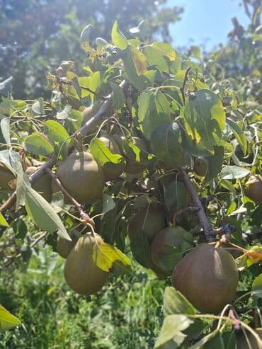 купить саженцы плодовых в бишкеке: Груши В розницу, Платная доставка — 1