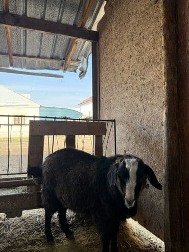 сколько стоит коза дойная купить: Продаю | Козёл (самец) | На забой, Для разведения | Осеменитель — 1
