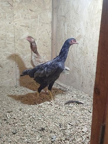 срочно в связи с переездом: Дакан мекиштер сатылат активный алмашу жолдору бар адрес Заря Тынчтык — 9