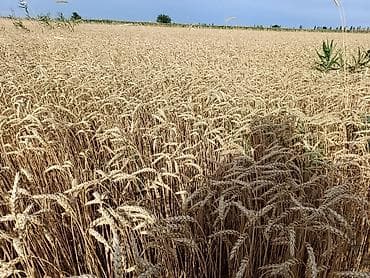 Үй жаныбарлары: Пшеница озимаю Степь,на семена,ауксиновая норма 150 кг на 1га — 5