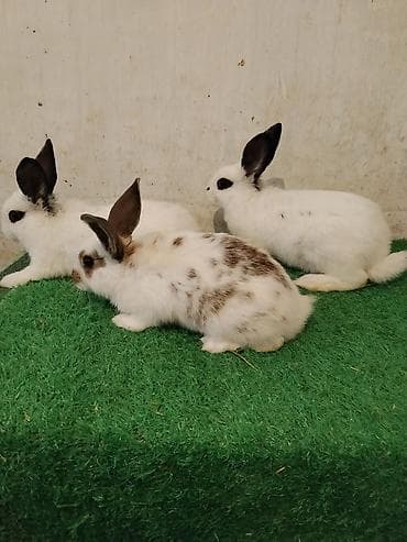 декоротивный кролик: Домашние кролики, декоративные породы (молодняк) Описание: - Окрас — 3