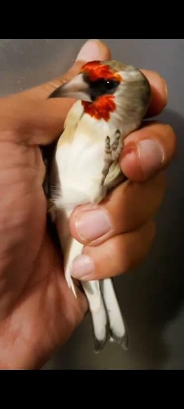 сколько стоят ёжики: Щеглы декоративные (кардинально-красная маска). красный шапочка - Вид — 2