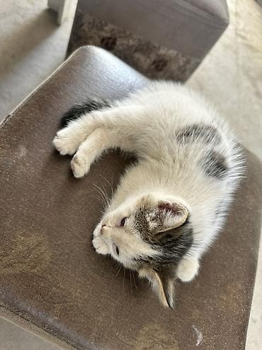 Продажа кошек: Котёнок, короткошёрстный, окрас белый с серо‑чёрными пятнами и тёмным — 1