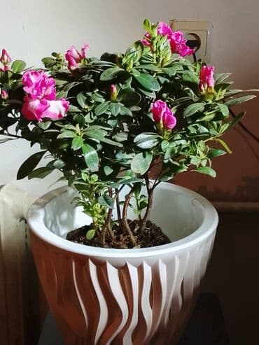 Комнатные растения в горшках — для уюта и зелени дома или офиса. В