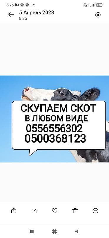 Частное лицо, Колбасный цех : Коровы, быки, Лошади, кони, | На забой, на мясо, Круглосуточно, Любое состояние