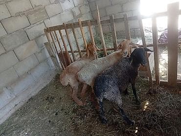 певчий попугай цена: Продаю | Баран (самец) — 1