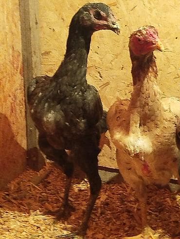 дончак кулун: Сатам | Тооктор — 4