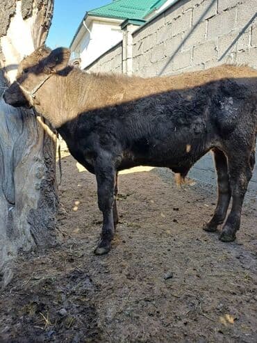 дойных коров: Продаю | Музоо, торпок | На откорм | Привязанные — 13