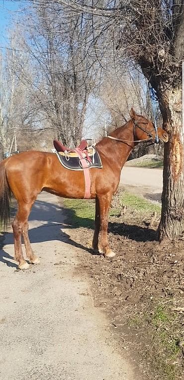 хаски сколько стоит: Продаю | Жеребец | Полукровка | Конный спорт | Племенные — 8