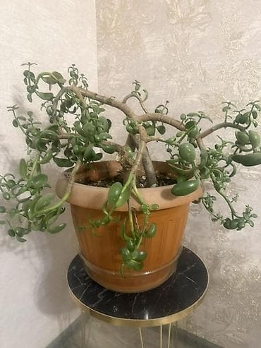 пересадка: Денежное дерево Суккулент Портукаллария афра (крассула овата — 3