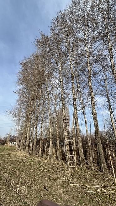 уй емеректер: Терек сатылат 
Узундугу-20-25м
Жоондугу-1м 
20-25штук — 9