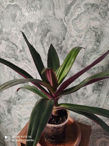 сколько стоит букет из мандаринов: Продаю цветы от 100 сом остатки — 27