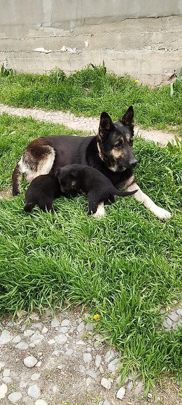 умная собака: Щенки от овчарки - Порода: немецкая овчарка (мать на фото). - Щенки — 2