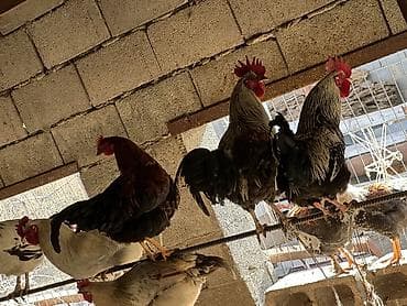 чөп сатылат: Сатам | Тооктор, Короздор | Үй, Кучинская | Союуга, Көбөйтүү үчүн, Жумуртка туудуруу үчүн — 7