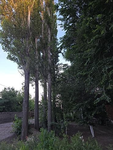 тополь: Черенки — 3
