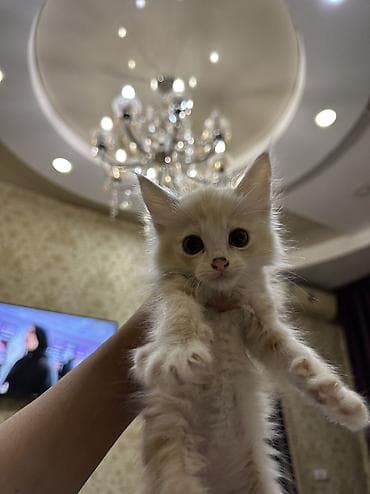 кошка бишкек: Мейн-кун, 1 месяц, Мальчик, Приучена к лотку — 4