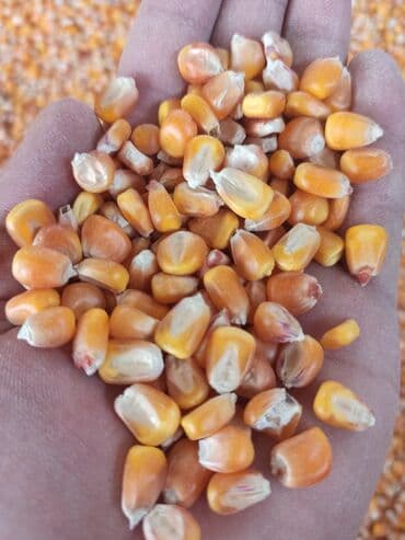 кошка домик: Кукуруза.жугору!50 тон — 1