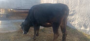 немецкий овчарка черного окраса: Продаю | Корова (самка) | Полукровка | Для разведения | Стельные — 1