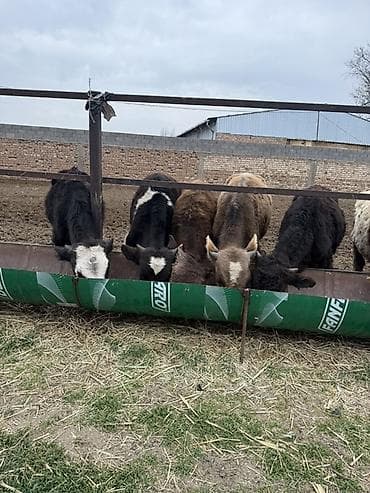 Ветеринар кызматы: Продаю Бычков 6-7 месяцев все хорошие бодрые цена 69000 за оптом — 1