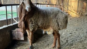 продажа щенков немецкой овчарки с документами в бишкеке: Продаю | Баран (самец) | Арашан — 3