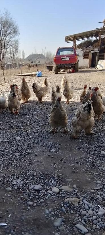 продажа страусов: Птицы — 1