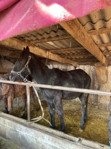 сколько стоит сиамская кошка в сомах: Продаю | Жеребенок | Для разведения | Племенные — 6