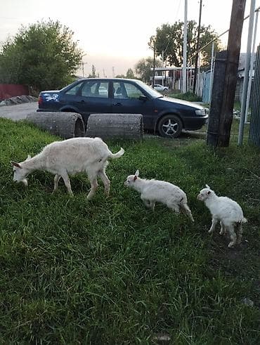 утки белые: Продаю | Коза (самка) | Зааненская | Для разведения | Племенные — 3