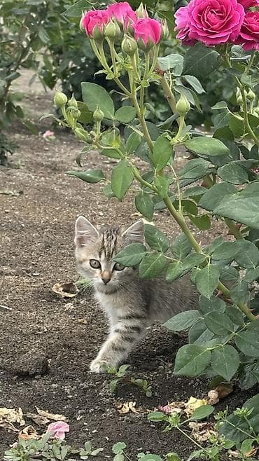 2 месяца, Девочка, Приучена к лотку