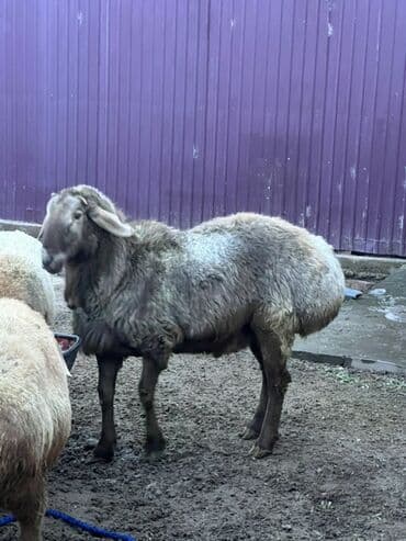 Үй жаныбарлары: Сатам | Кочкор (эркек) | Арашан | Көбөйтүү үчүн | Жасалма жол менен боозутуу — 3