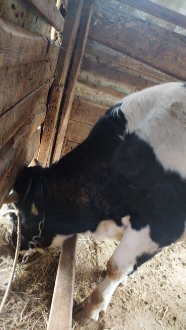 продаю дойных коров: Продаю | Бык (самец) | Привязанные — 4