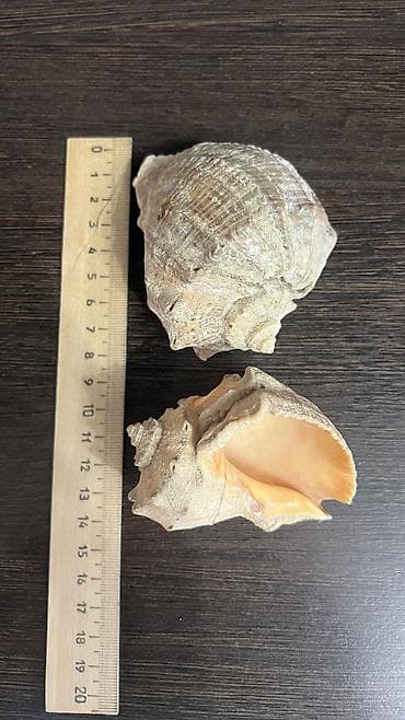 Аквариумы: Ракушки натуральные натуральные камни для аквариума Уступлю — 8
