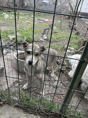 номер приюта для животных бишкек: Щенок метис среднего размера - Возраст: примерно 2–4 месяца (по зубам — 4