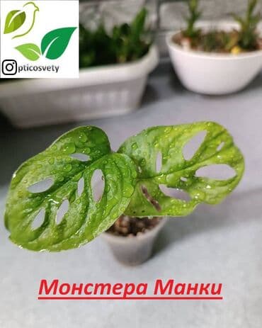 цветы оптом для бизнеса бишкек: Продаю комнатные цветы в ассортименте: Дримиопсис. Маранта Мостера — 1