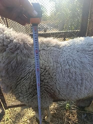 кролик декоративные: Продаю | Ягненок | Эдильбаевская — 7