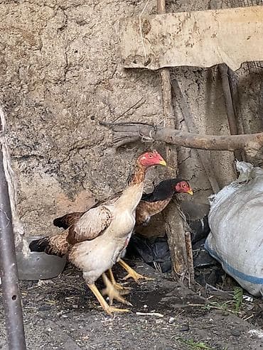 Вязка собак: Продаю | Петух | Бойцовая | Для разведения — 4