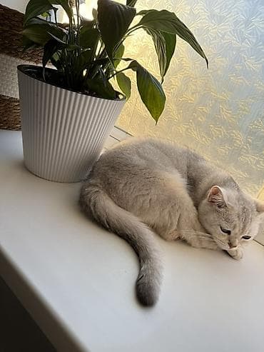 Лилии: Комнатное растение Спатифиллум (Spathiphyllum) в декоративном горшке — 1