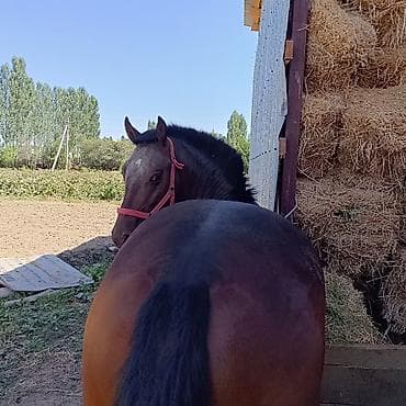 яйцо инкубационное бройлер: Продаю | Жеребец | Конный спорт — 8