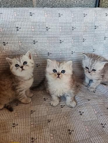 котята дворняжки: Продаются шотландские котята дата рождения 14 апреля — 1