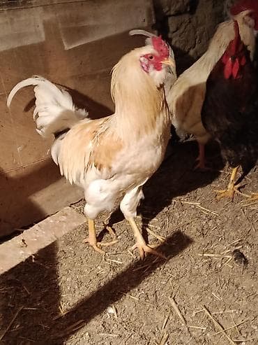 каракол ит базар: Сатам | Короздор | Көбөйтүү үчүн — 1