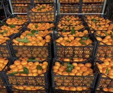 фисташковая паста купить бишкек: Мандарины Оптом, Самовывоз — 2