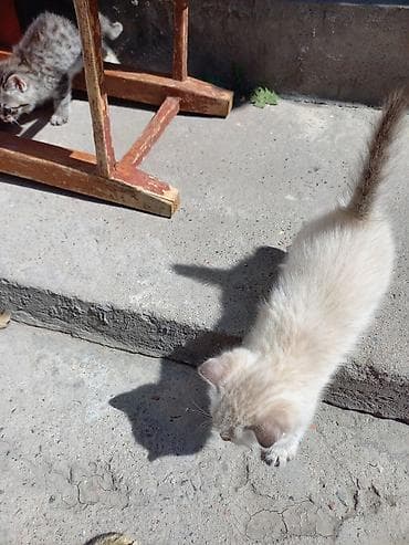 кошка домашняя: Котята домашние, активные и игривые. Описание: - Окрас: светлый — 2
