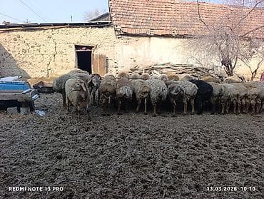 Товары и оборудование для с/х животных: Продаю | Овца (самка) | Для разведения | Племенные — 4