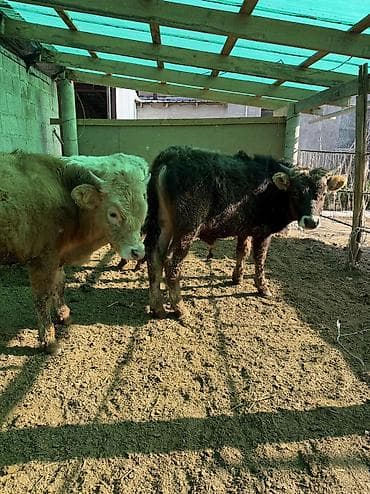 Башка жаныбарлар: Сатам | Бука (эркек) — 7