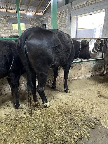 кунан ат: Продаю | Корова (самка) | Для разведения | Привязанные — 1