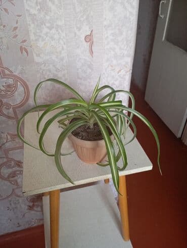 цветок диффенбахия: Хлорофитум хохлатый (Chlorophytum comosum) variegata в горшках. - — 5